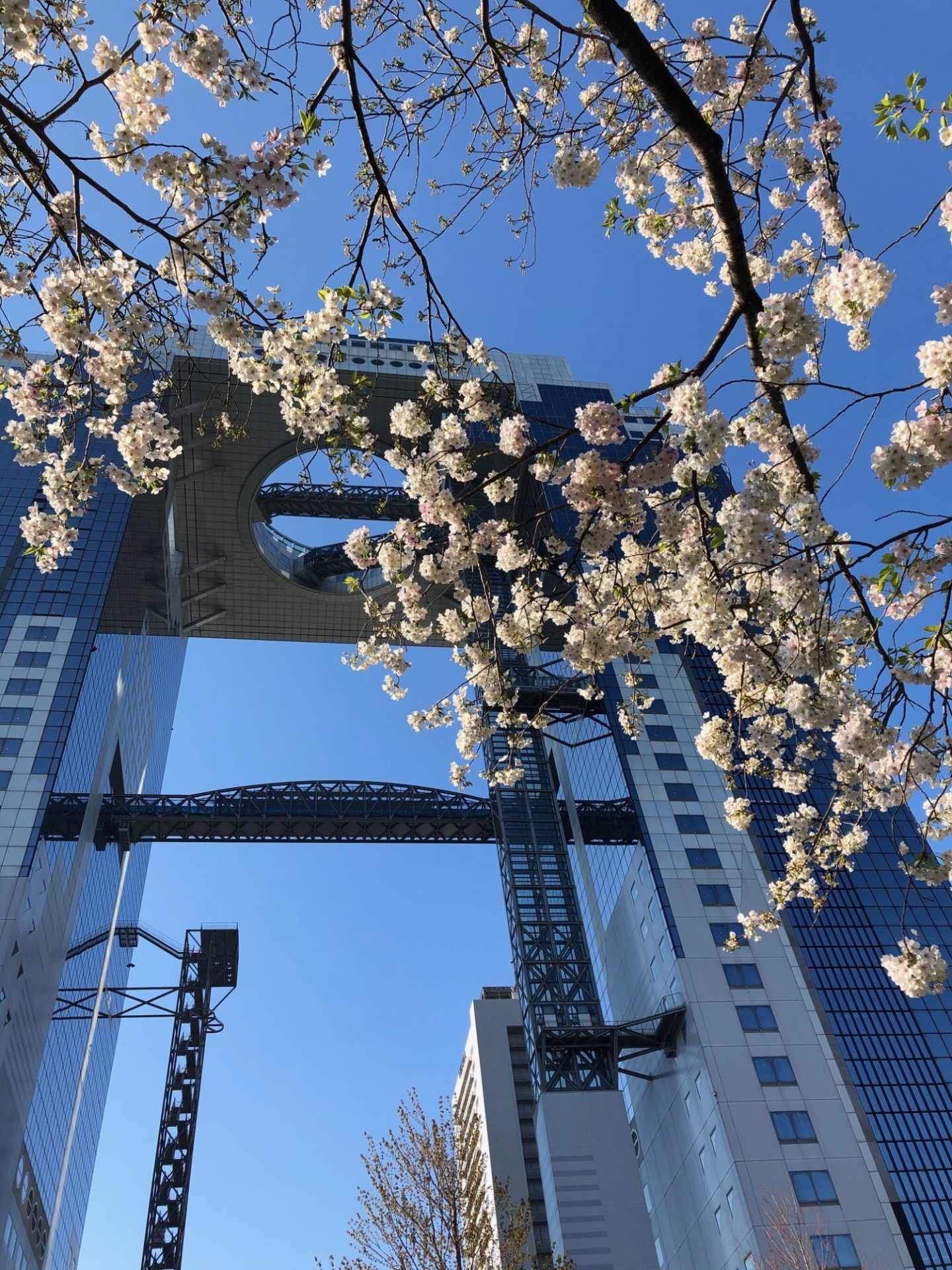昨日は名古屋、今日は大阪の桜